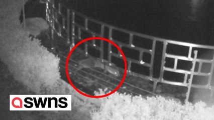 Otter caught on camera stealing £100k worth of fish from hotel