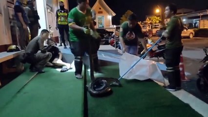 Uyuduğu esnada bacağına dolanan ve kendini saran piton yılanını ısırarak kurtuldu