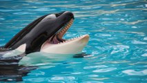 El adiós a Lolita La orca símbolo de los derechos de los animales