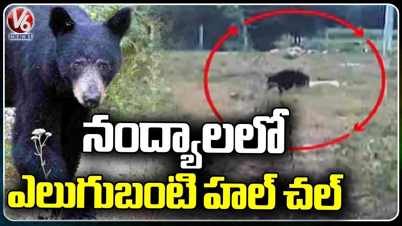 Wild Bear Spotted At JSW Factory _ Nandyal _ V6 News
