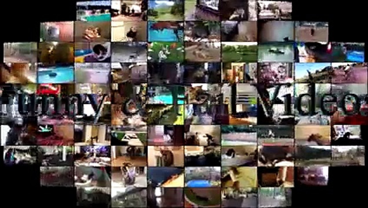 Funny Animals Compilation January 2017 - Funny Animals 2017