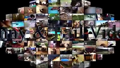 Funny Cats 2017 - Funny Cats Takes a Bath in the Toilet - Funny Cat Fails