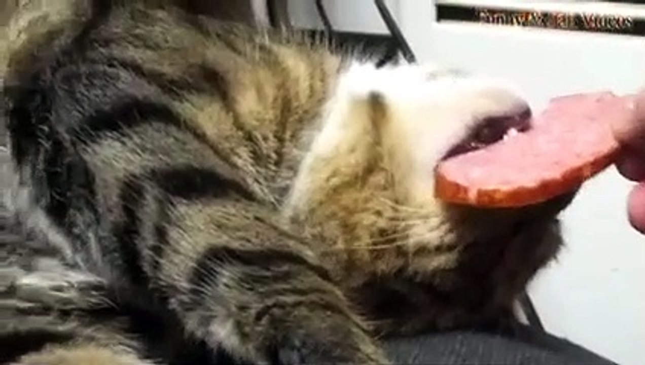 Funny Animals - Funny Animals Compilation March 2017