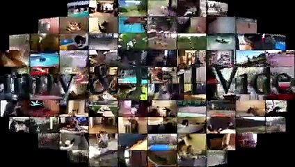 Funny Animals - Funny Animals Compilation May 2017