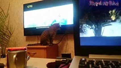 Animal Fails of the Week 4 June 2017 - Animal Fails Compilation 2017