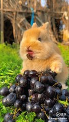 Viral Rabit Lover Short video