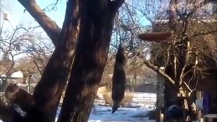 Funny Animals January 2018 - Funny Animals Compilation 2018