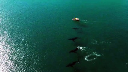 Créatures marines belles et puissantes