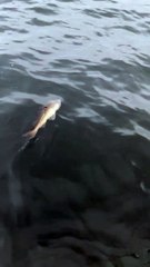 Le gros thon prend une bouchée