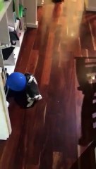 Bunny aime courir après des ballons dans la maison