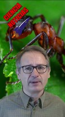 ¿CUÁNTAS HORMIGAS HAY EN LA TIERRA? y ¿Por qué son tan importantes para la Naturaleza?