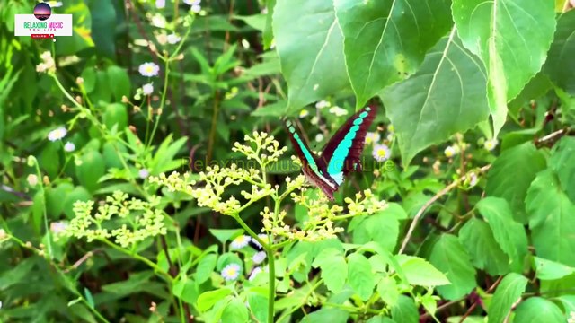 Relaxing Music with Meditation Music | Nature Video | Bird Sounds for Relaxation Soothing | Beautiful Waterfall Sound Videos