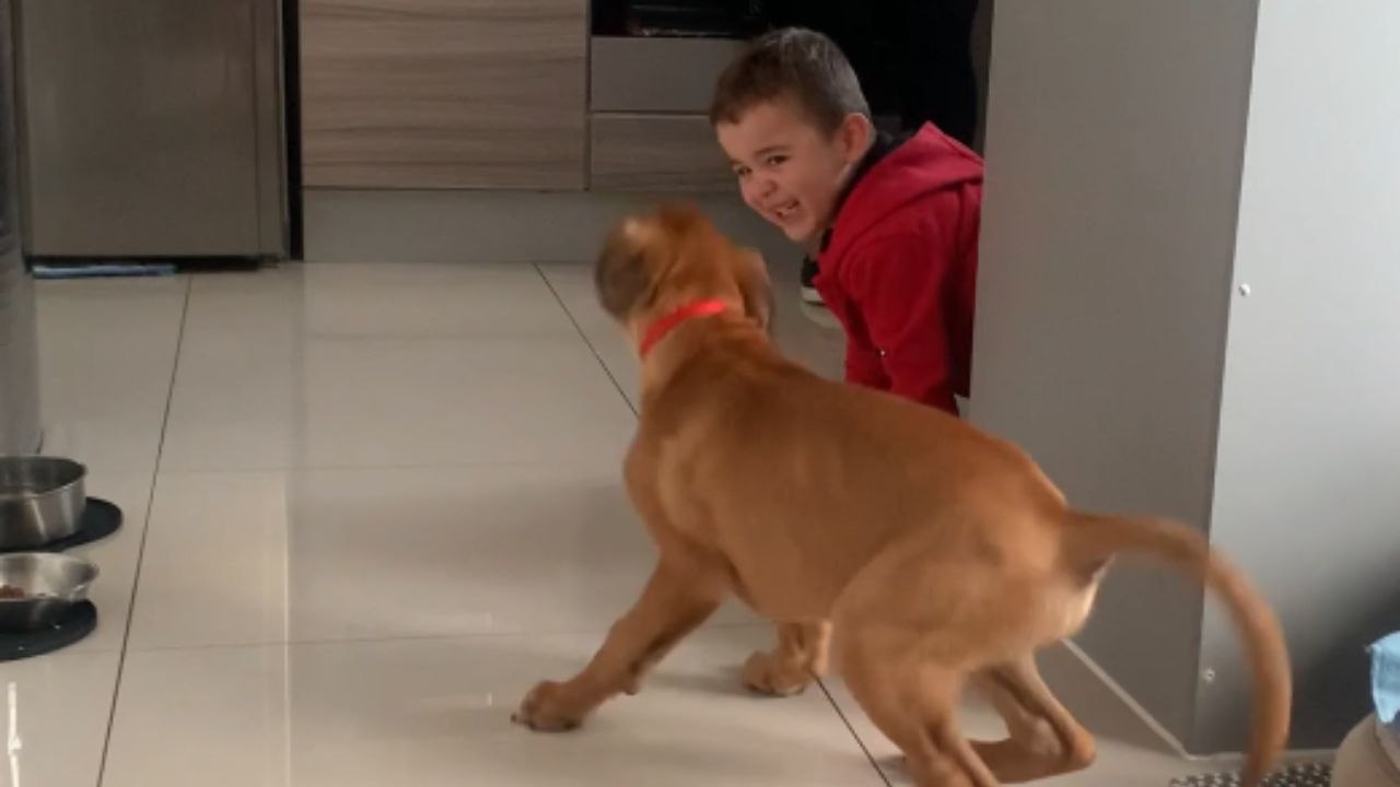 Cute boxer puppy plays a fun game of Hide and Seek with adorable hoooman toddler