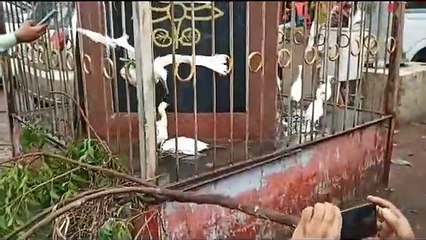 Video- पेड़ कटाई के लिए मार दिया बगुलों को, उजाड़ दिए घोसले