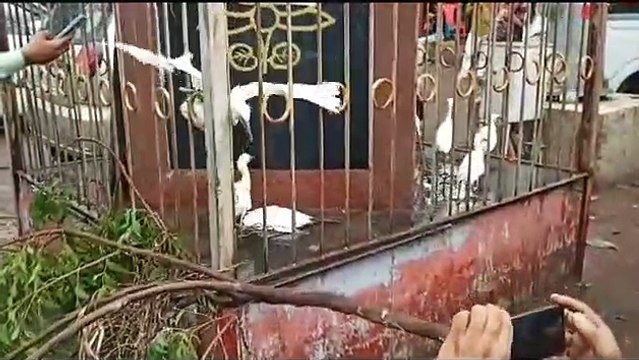 Video- पेड़ कटाई के लिए मार दिया बगुलों को, उजाड़ दिए घोसले