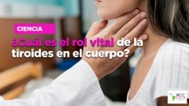 ¿Cuál es el rol vital de la tiroides en el cuerpo?