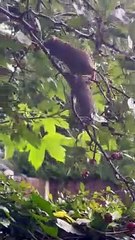 Mice Forage For Berries In Hawthorn Tree