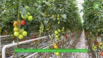 Visite de la plus grande serre à tomates de Wallonie à Attert