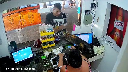 Cashier Cat Doesn't Like This Customer