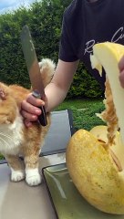 Curious Cat Eats a Melon