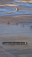 Piloto hondureño capta cangrejos que invadieron la pista