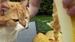 Curious Cat Eats a Melon