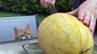 Curious Cat Eats a Melon