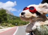Weird Things Dogs Do and Why They Do Them (National Dog Day)