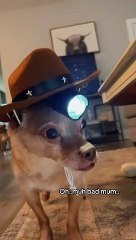 Cowboy Pup essaie d'aider