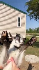 Spinning Goat Screams