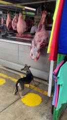 Un chien vole une bouchée de viande découpée