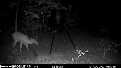 Racoon Startles Deer in Late-Night Encounter