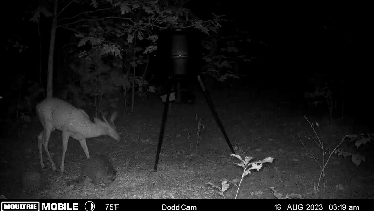 Racoon Startles Deer in Late-Night Encounter