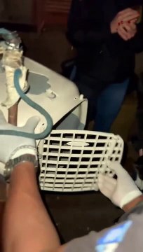 Sete gatos são resgatados de acumuladores de felinos em Florianópolis