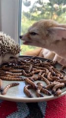 Le renard et les hérissons mangent des vers
