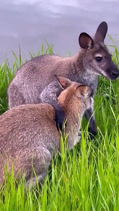 Wallabies Hug And Play