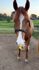 Chevaux contre ruban adhésif