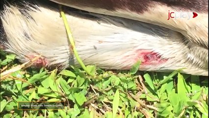Agropecuária na Zona da Mata de Pernambuco sofre com nova infestação da mosca do estábulo em bovinos