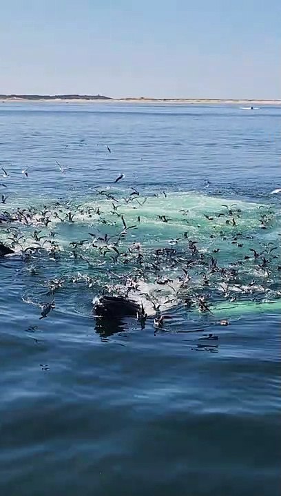 Whalewatching In The Atlantic
