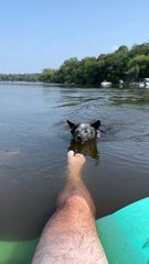 Un chiot Piranha mordille les orteils