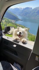 Samoyède remue les oreilles