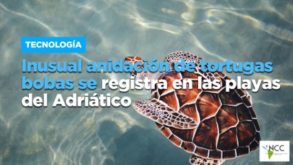 Inusual anida­ción de tor­tu­gas bo­bas se re­gis­tra en las pla­yas del Adriá­ti­co