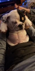 Un chiot fatigué a du mal à rester éveillé