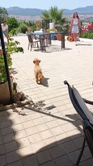 Caniche toy retrouvé avec les humains