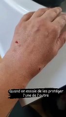 Opération pour nos 2 chiennes et comportementalistes canins