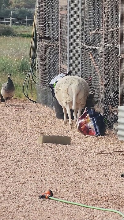 Coming Home to Find Your Sheep Being a Menace - video Dailymotion