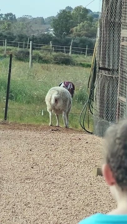 Coming Home to Find Your Sheep Being a Menace - video Dailymotion
