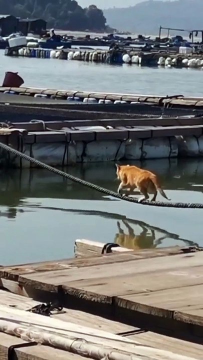Kucing dan Anjing