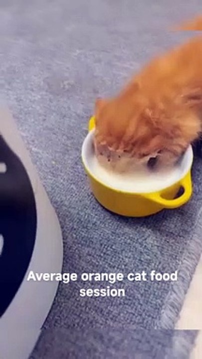 Average orange cat food