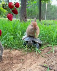 Funny imaginary video ! Not that old story....